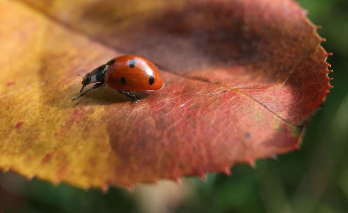 autumn world