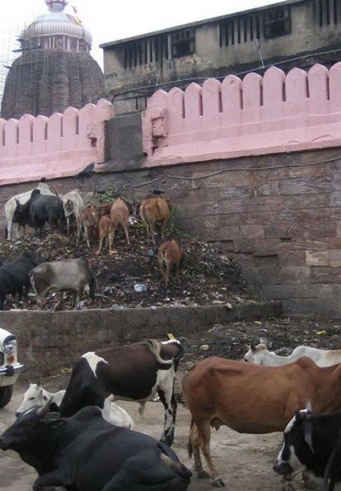 Pollution of the Ganges, Ganges river, India