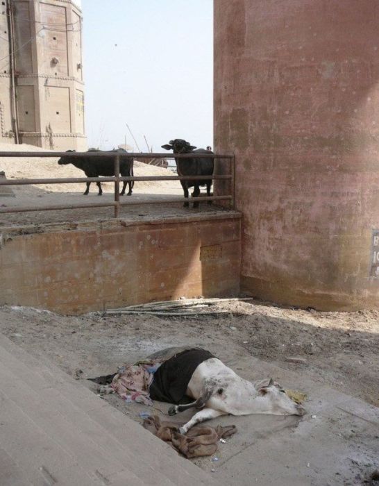 Pollution of the Ganges, Ganges river, India