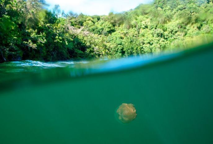 Jellyfish Lake, Eil Malk island, Palau, Pacific Ocean