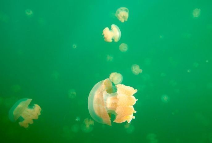 Jellyfish Lake, Eil Malk island, Palau, Pacific Ocean