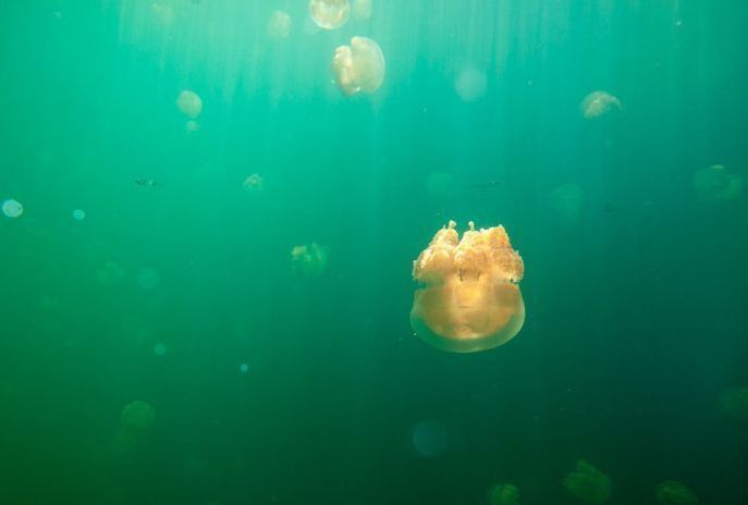 Jellyfish Lake, Eil Malk island, Palau, Pacific Ocean