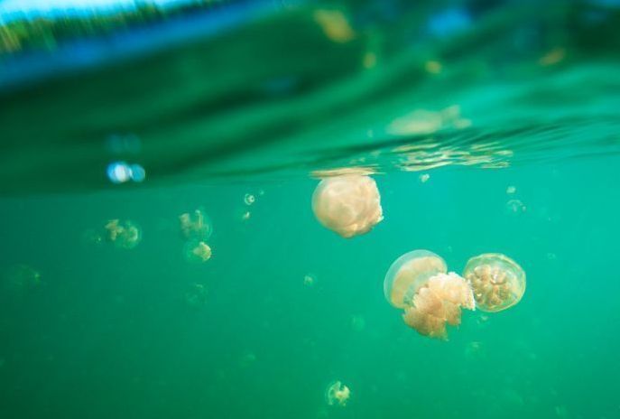 Jellyfish Lake, Eil Malk island, Palau, Pacific Ocean