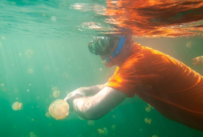 Jellyfish Lake, Eil Malk island, Palau, Pacific Ocean