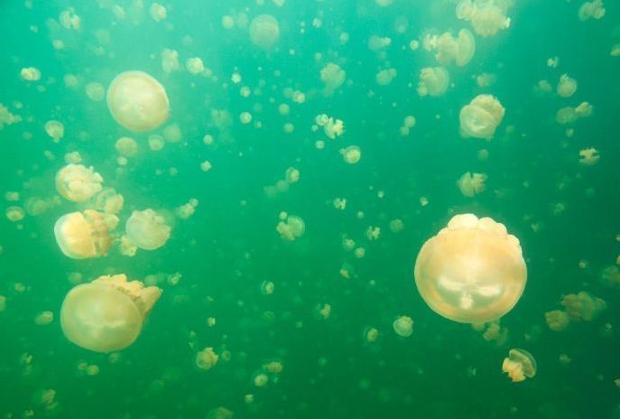 Jellyfish Lake, Eil Malk island, Palau, Pacific Ocean