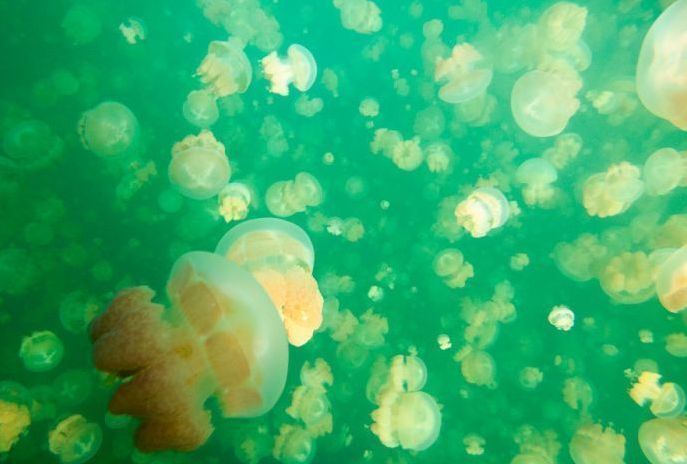 Jellyfish Lake, Eil Malk island, Palau, Pacific Ocean