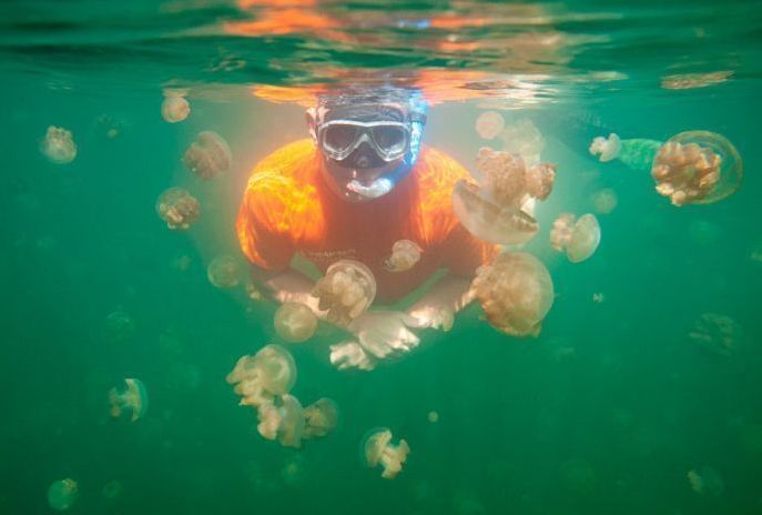 Jellyfish Lake, Eil Malk island, Palau, Pacific Ocean