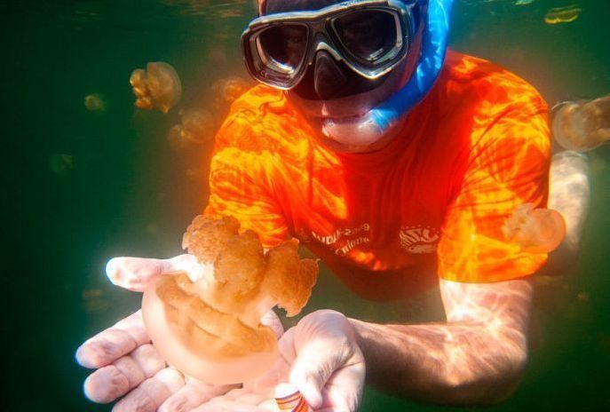 Jellyfish Lake, Eil Malk island, Palau, Pacific Ocean