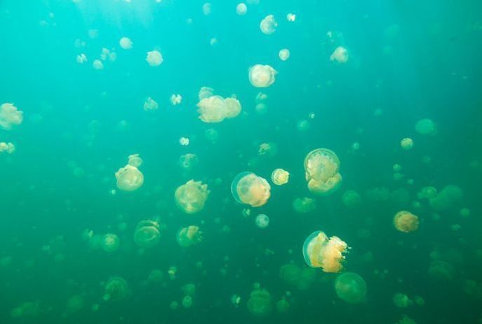 Jellyfish Lake, Eil Malk island, Palau, Pacific Ocean