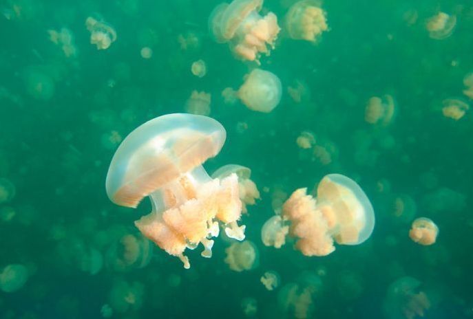 Jellyfish Lake, Eil Malk island, Palau, Pacific Ocean