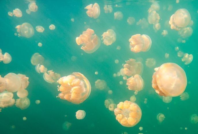 Jellyfish Lake, Eil Malk island, Palau, Pacific Ocean