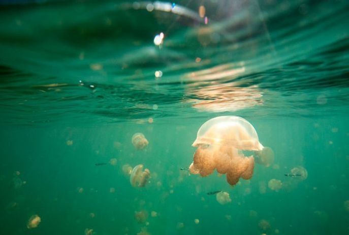 Jellyfish Lake, Eil Malk island, Palau, Pacific Ocean