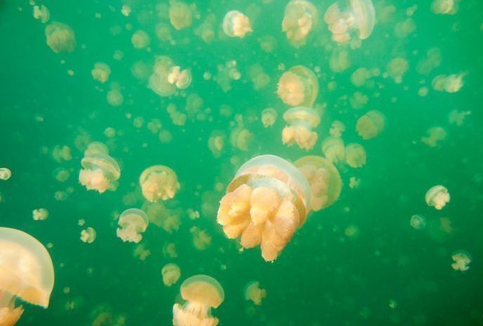 Jellyfish Lake, Eil Malk island, Palau, Pacific Ocean