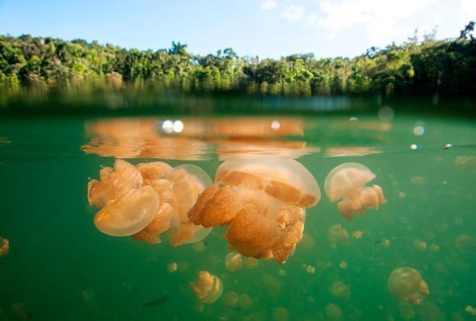 Jellyfish Lake, Eil Malk island, Palau, Pacific Ocean