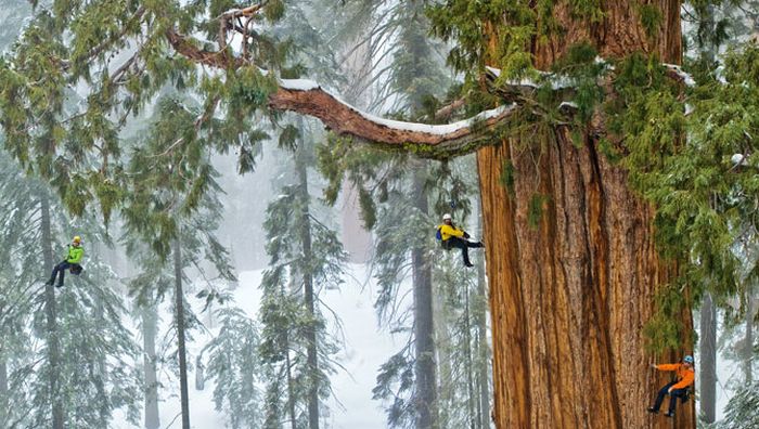 President tree, Giant Forest, Sequoia National Park, Visalia, California, United States