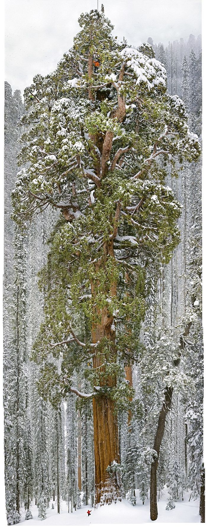 President tree, Giant Forest, Sequoia National Park, Visalia, California, United States