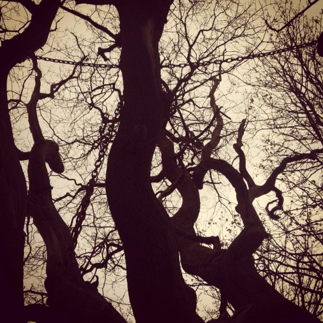 Chained Oak, Alton village, Staffordshire, England, United Kingdom