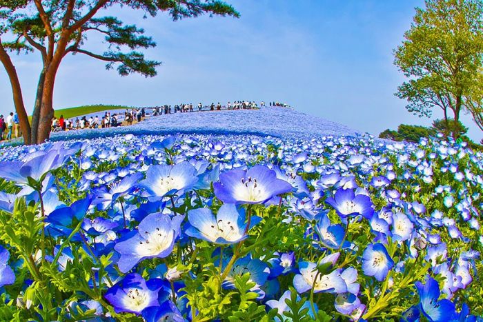 Hitachi Seaside Park, Hitachinaka, Ibaraki, Japan