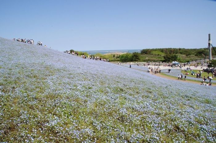 Hitachi Seaside Park, Hitachinaka, Ibaraki, Japan