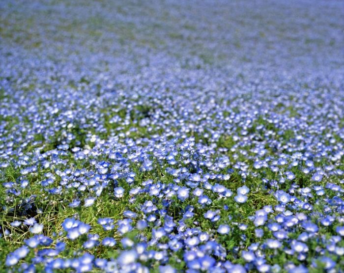 Hitachi Seaside Park, Hitachinaka, Ibaraki, Japan