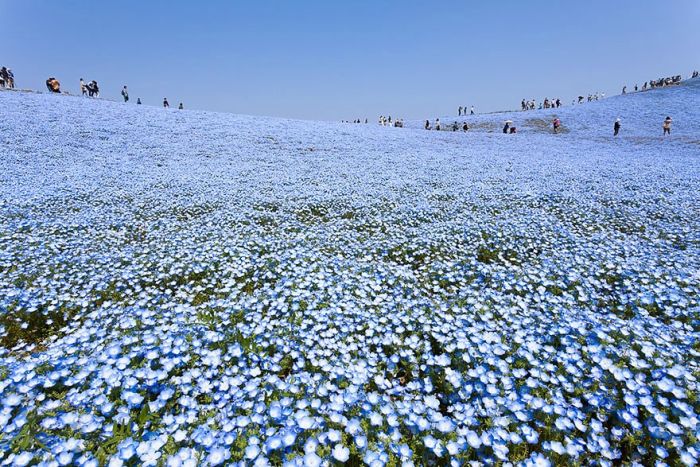 Hitachi Seaside Park, Hitachinaka, Ibaraki, Japan