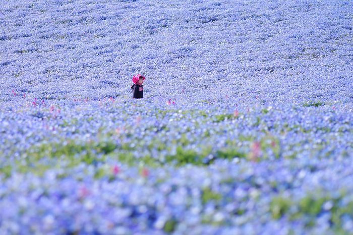 Hitachi Seaside Park, Hitachinaka, Ibaraki, Japan