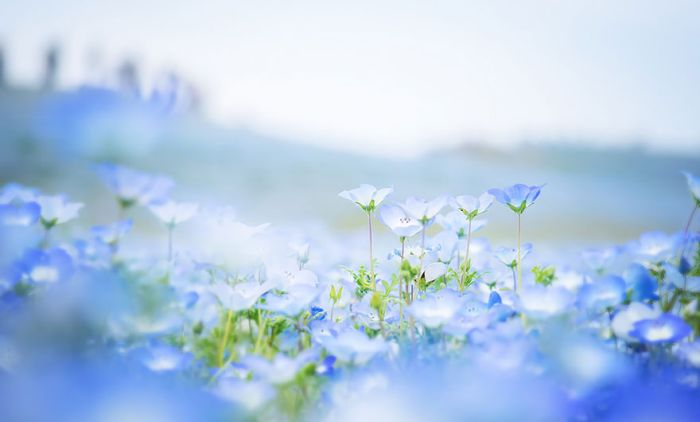 Hitachi Seaside Park, Hitachinaka, Ibaraki, Japan