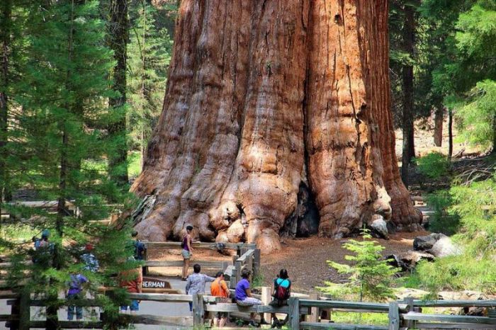 President tree, Giant Forest, Sequoia National Park, Visalia, California, United States