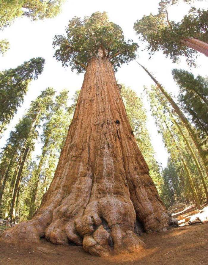 President tree, Giant Forest, Sequoia National Park, Visalia, California, United States