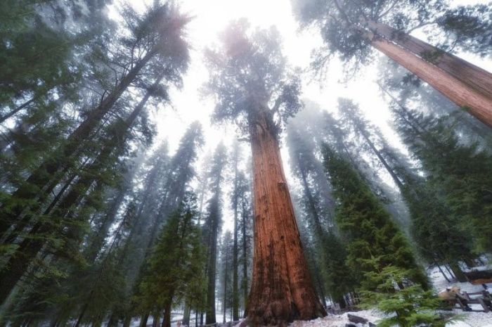 President tree, Giant Forest, Sequoia National Park, Visalia, California, United States