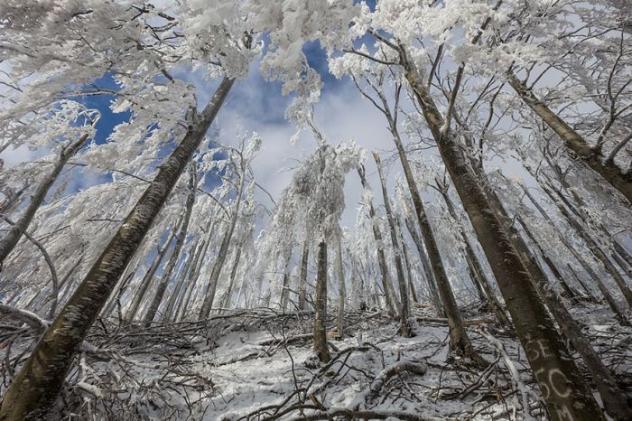 Extreme windswept ice formations by Marko Korošec, Mount Javornik, Dinarides, Slovenia