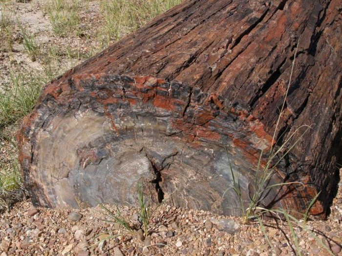 Petrified Forest National Park, Navajo, Apache, Arizona, United States