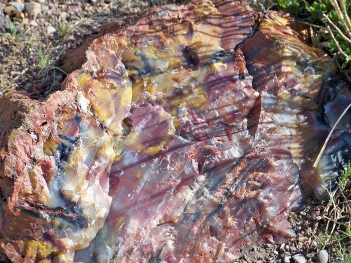 Petrified Forest National Park, Navajo, Apache, Arizona, United States