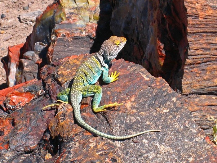 Petrified Forest National Park, Navajo, Apache, Arizona, United States