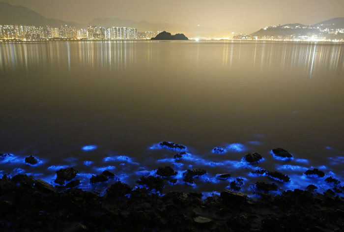 Bioluminescent phytoplankton, Hong Kong, China