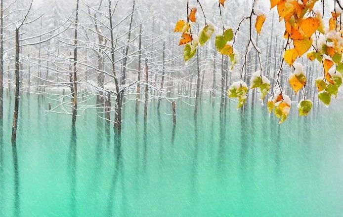 Aoiike, Blue Pond, Biei, Shirogane Onsen, Kamikawa (Ishikari) District, Hokkaido, Japan