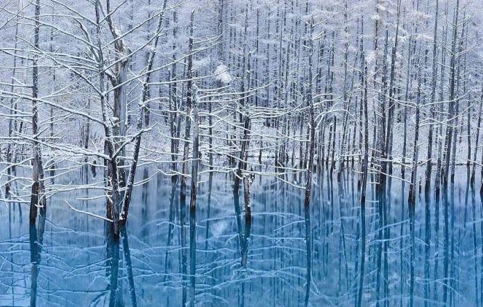 Aoiike, Blue Pond, Biei, Shirogane Onsen, Kamikawa (Ishikari) District, Hokkaido, Japan