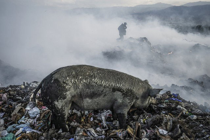 Scavenging in Port-au-Prince, Ouest, Haiti