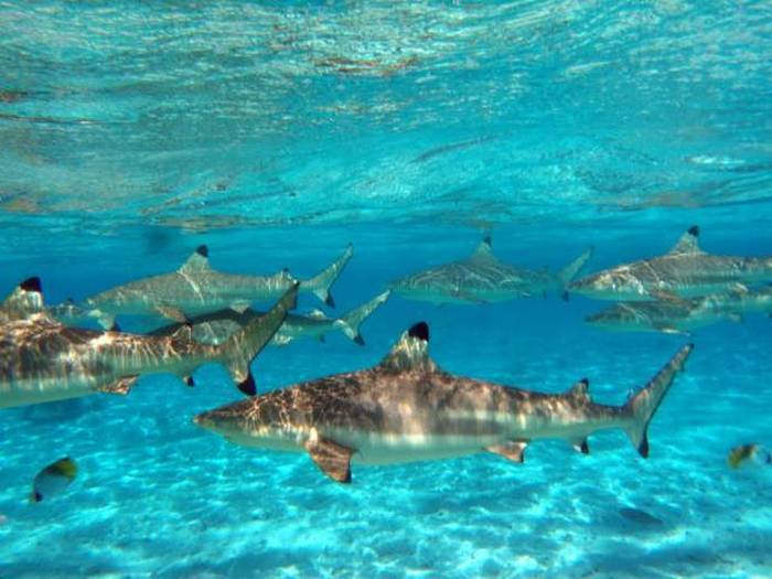 Bora Bora, Society Islands, French Polynesia, Pacific Ocean