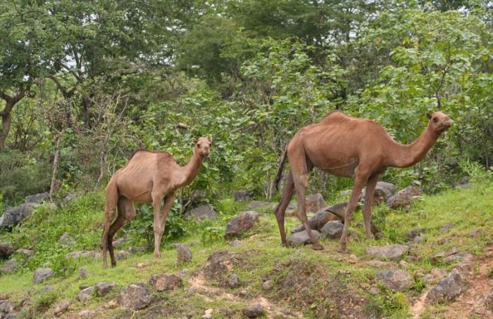 Salalah, Dhofar province, Oman