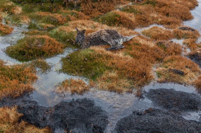 Tasmania island fire, Commonwealth of Australia, South Pacific Ocean