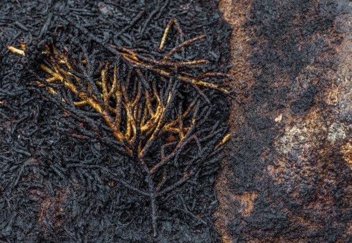 Tasmania island fire, Commonwealth of Australia, South Pacific Ocean