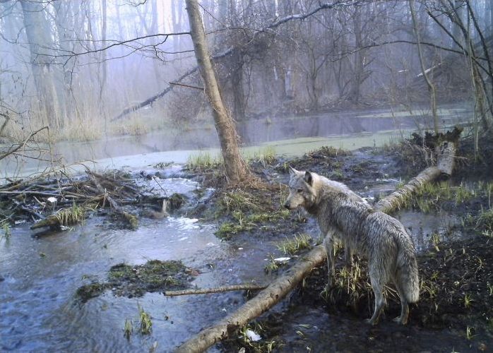 Chernobyl Nuclear Power Plant exclusion zone, Pripyat, Ivankiv Raion, Ukraine