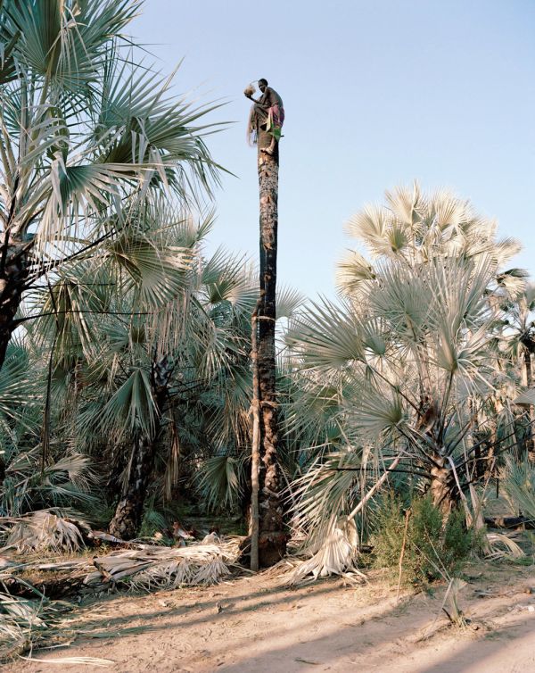 Palm wine toddy collectors at work, Democratic Republic of the Congo, Africa