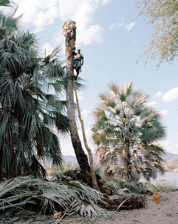 Palm wine toddy collectors at work, Democratic Republic of the Congo, Africa