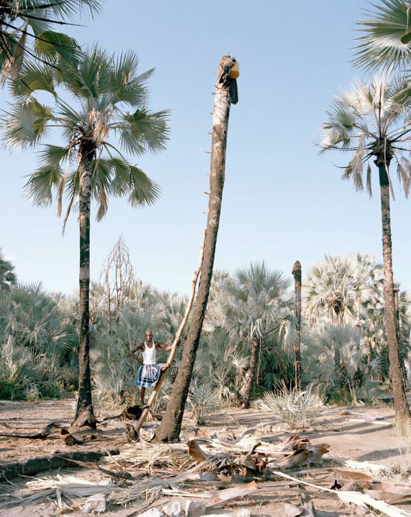 Palm wine toddy collectors at work, Democratic Republic of the Congo, Africa