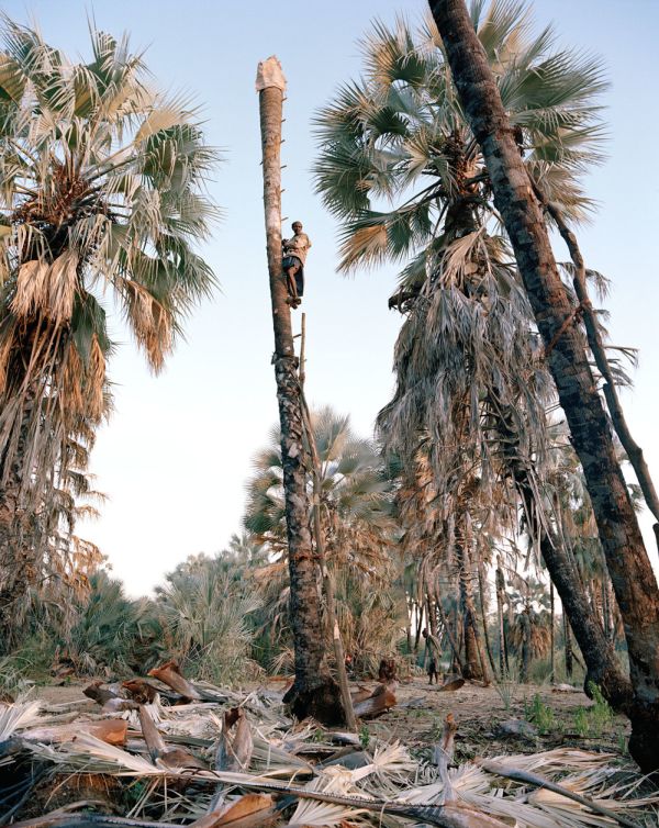 Palm wine toddy collectors at work, Democratic Republic of the Congo, Africa