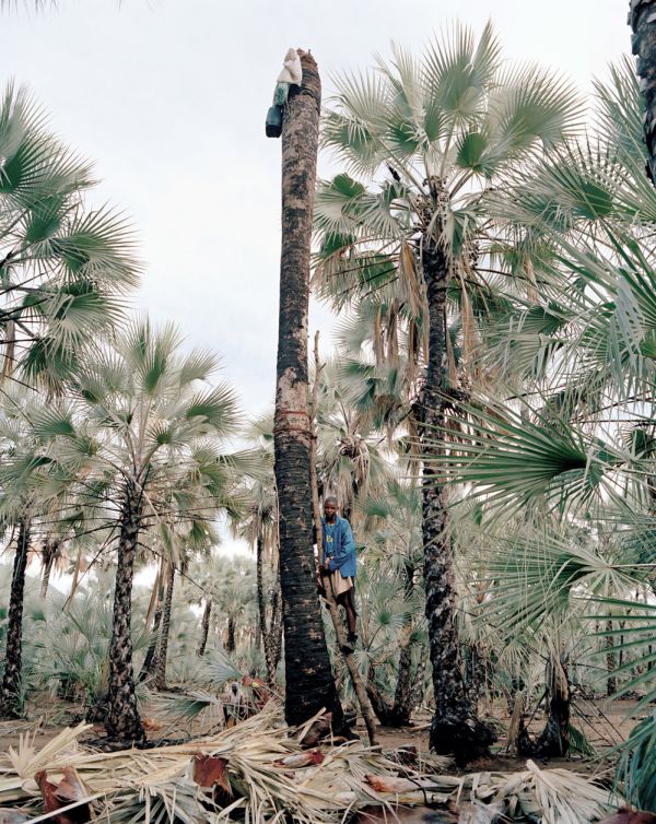 Palm wine toddy collectors at work, Democratic Republic of the Congo, Africa