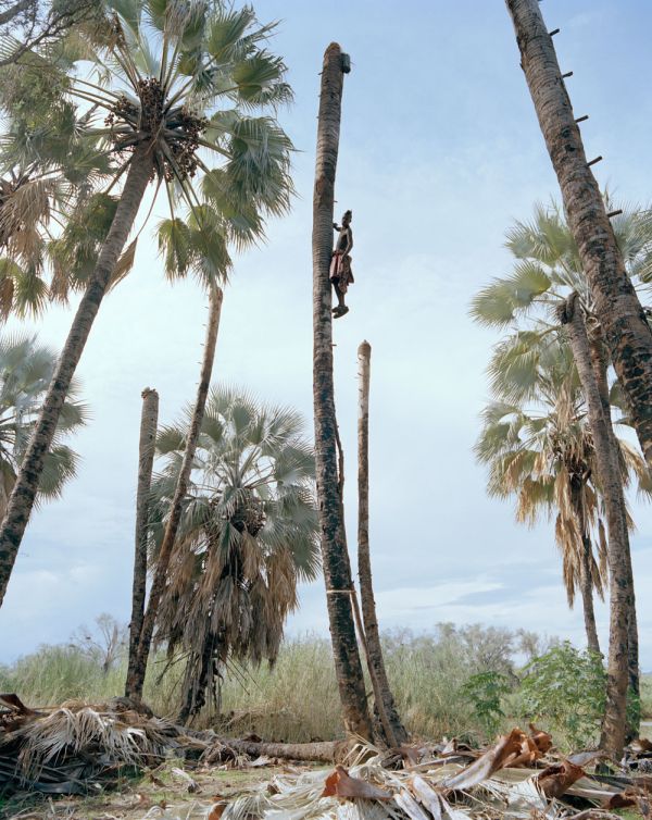 Palm wine toddy collectors at work, Democratic Republic of the Congo, Africa