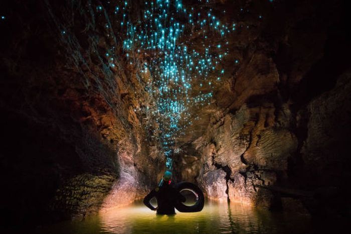 Waitomo Glowworm Caves, Waitomo, North Island, New Zealand